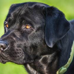 IMG_1812-photo-options