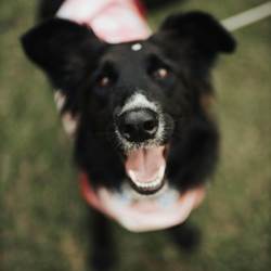 animal-photo-options