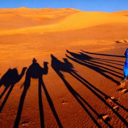 Ombre des dromadaires dans les dunes