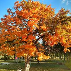 Le plaqueminier à l'automne-photo-options