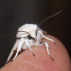 papillon-de-nuit-blanc-photo-around
