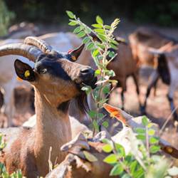 canteperdrix072023hdcopyrighthfabre002-photo-around