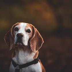 animaux de compagnie