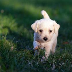 aleshava-dog-5357794_1920