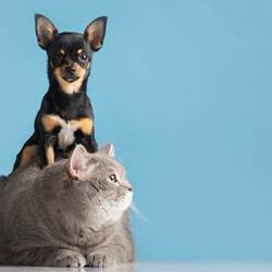 beau-portrait-animal-familier-petit-chien-chat_23-2149218509