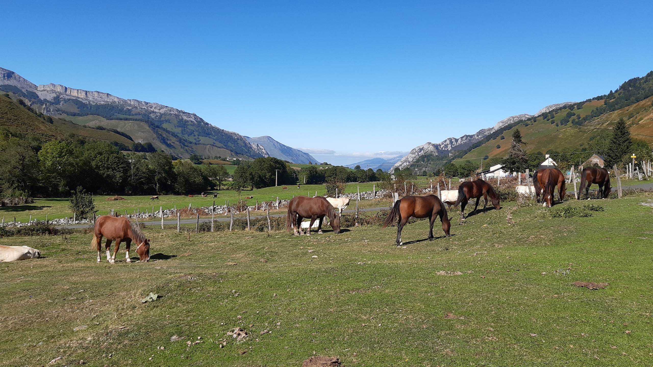 chevaux sur le plateau