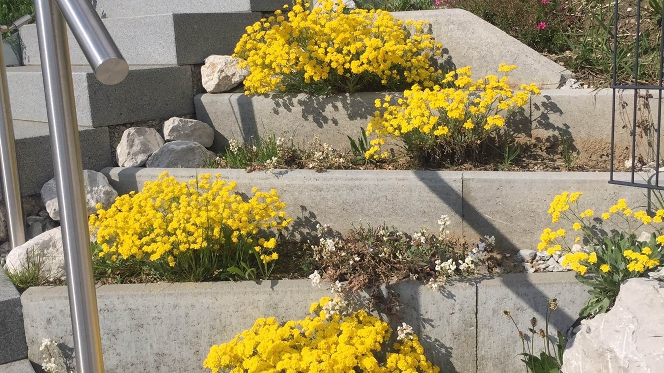 Escalier fleuri Mai 2022