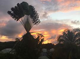 Arbre du voyageur vu de la terrasse au coucher de soleil