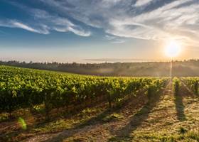 Les Vignes du Languedoc