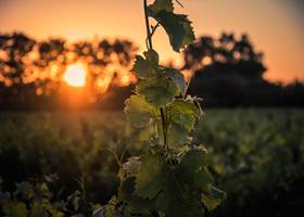 Vignes au coucher du soleil en septembre près de Montblanc dans l'Hérault