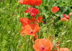Coquelicot Valérie Stoll Koantiz