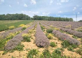 Thym en fleurs