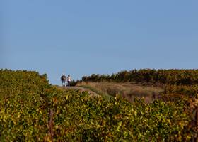 Couple marchant au milieu des vignes du Languedoc près de Béziers et Montblanc pour illustrer les expériences œnotouristiques autour des Gîtes de Monte Blanco