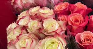 bouquet de roses