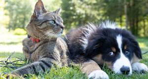 Animaux acceptés
