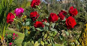 Ramo de 12 Rosas