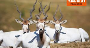 Addax-animaux