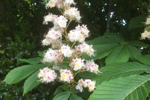 Pipistrelles19-chambredhotes-gite-meymac-lacsechemaille