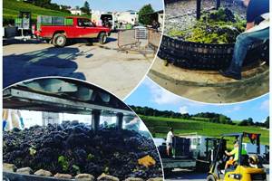divers vendanges