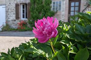 Pivoine en fleur du jardin privatif de la Ferme de la Chevêche - Gîte des Monts d'Ambazac en Limousin