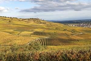 GÎTE VIGNOBLE ALSACE KAYSERSBERG  Vignoble