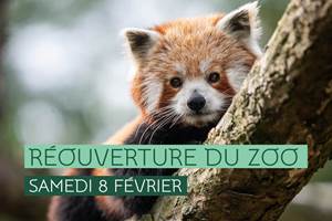 Panda roux - Thomas Lo Presti - Dicom/Ville de Lille