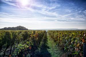 PIERRE & BERTRAND COULY - Les vignes