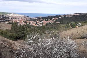 vigne-banyuls