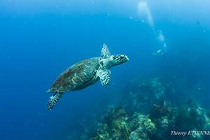 Hébergement luxe ecologique proche RESERVE COUSTEAU Pointe Noire GUADELOUPE 1