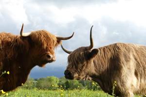 Des highlands calmes et dociles