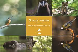 stage photo nature - Bastien Prévost photographe animalier