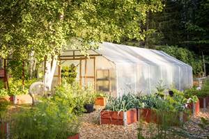 tunnel-greenhouse-5981612_1280