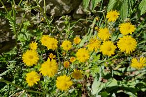 Dans le jardin 2