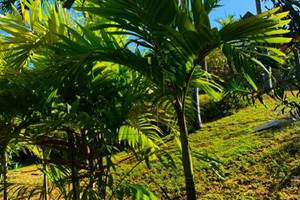 Jardin tropical, palmiers, cocotiers, manguiers