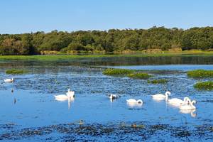 Les cygnes sur le lac