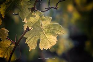PIERRE & BERTRAND COULY - Les vignes