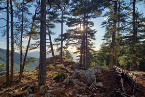 la forêt d'Aïtone
