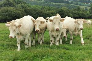 Mont-Calme-Gîte-Criel-Sur-Mer - en rando départ du gîte