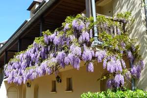 Glycines suspendues au balcon de l'annexe