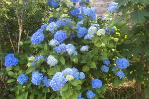 Pipistrelles19-chambredhotes-gite-meymac-lacsechemaille