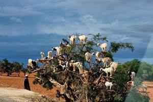 Chevres dans arbre Essaouira