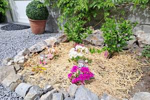Parterre de lewisias et hybiscus