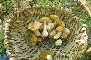 Cueillette des champignons