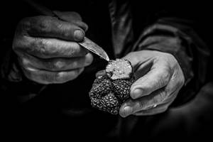 Le diamant du Périgord Noir -  La truffe noire - Tuber Melanosporum - Château de Puy Robert Lascaux