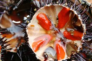 Delicieux oursins du Cap Corse
