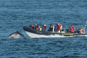 Au départ du Conquet à 15 minutes des Chalets de Kerescar, des excursions en mer d’Iroise permettent d’admirer les dauphins