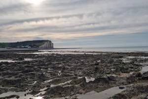 Mont-Calme-Gîte-Criel-Sur-Mer -faune flore
