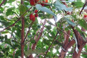 Arbres fruitiers du jardin des Callunes : les arbousiers