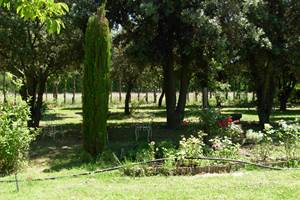 Le parc avec des chênes et des oliviers
