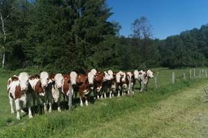 Nos vaches montbéliardes